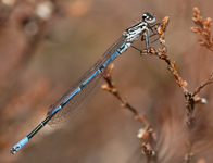 Azuurwaterjuffer/ Coenagrion puella