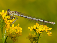 Blauwe breedscheenjuffer/ Platycnemis pennipes