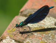 Bosbeekjuffer/ Calopteryx virgo