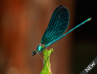 Weidebeekjuffer Calopteryx splendens