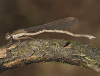 Bruine winterjuffer/ Sympecma fusca