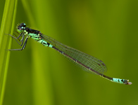 Donkere waterjuffer/ Coenagrion armatum