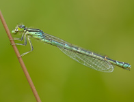 Gaffelwaterjuffer/ Coenagrion scitulum