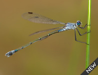 Grote pantserjuffer/ Lestes macrostigma