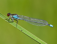 Grote roodoogjuffer/ Erythromma najas