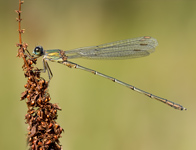 Houtpantserjuffer/ Lestes viridis