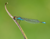 Kleine roodoogjuffer/ Erythromma viridulum