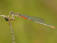 Koraaljuffer/ Ceriagrion tenellum