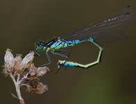 Maanwaterjuffer/ Coenagrion lunulatum