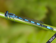 Mercuurwaterjuffer/ Coenagrion mercuriale