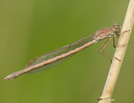 Noordse winterjuffer/ Sympecma paedisca