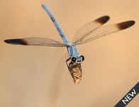 Blauwe breedscheenjuffer/ Platycnemis pennipes