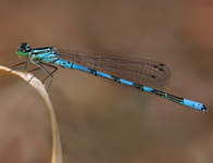 Speerwaterjuffer/ Coenagrion hastulatum