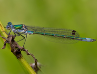 Tangpantserjuffer/ Lestes dryas