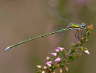 Tengere pantserjuffer/ Lestes virens