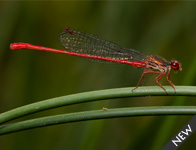 Koraaljuffer/ Ceriagrion tenellum