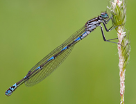 Variabele waterjuffer/ Coenagrion pulchellum