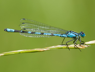 Watersnuffel/ Enallagma cyathigerum