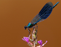 Weidebeekjuffer Calopteryx splendens