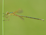 Zwervende pantserjuffer/ Lestes barbarus