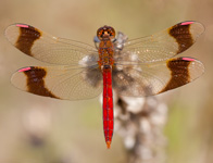 Bandheidelibel/ Sympetrum pedemontanum