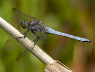 Beekoeverlibel/ Orthetrum coerulescens