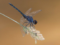 Blauwe zonnewijzer/ Trithemis festiva