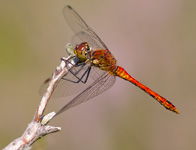 Bloedrode heidelibel/ Sympetrum sanguineum