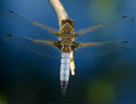 Bruine korenbout/ Libellula fulva