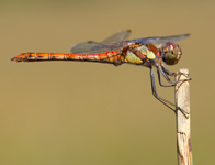 Bruinrode heidelibel/ Sympetrum striolatum