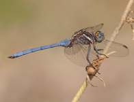 Epauletoeverlibel/ Orthetrum chrysostigma