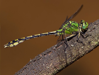 Gaffellibel/ Ophiogomphus cecilia