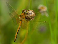 Geelvlekheidelibel/ Sympetrum flaveolum