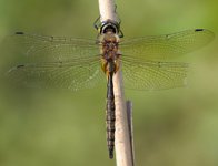 Gevlekte glanslibel/ Somatochlora flavomaculata