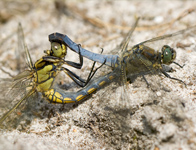 Gewone oeverlibel/ Orthetrum cancellatum