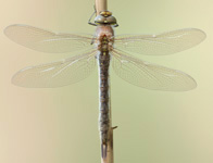 Glassnijder/ Brachytron pratense
