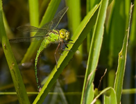 Groene glazenmaker/ Aeshna viridis