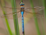 Grote keizerlibel/ Anax imperator