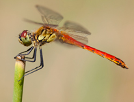 Kempense heidelibel/ Sympetrum depressiusculum