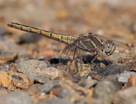 Kleine oeverlibel/ Orthetrum taeniolatum