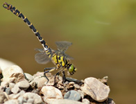 Kleine tanglibel/ Onychogomphus forcipatus