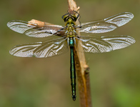 Metaalglanslibel/ Somatochlora metallica