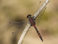 Noordse witsnuitlibel/ Leucorrhinia rubicunda