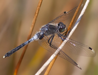 Oostelijke witsnuitlibel/ Leucorrhinia albifrons