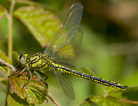 Plasrombout/Gomphus pulchellus