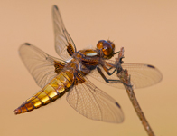 Platbuik/ Libellula depressa