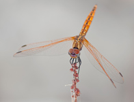 Purperlibel/ Trithemis annulata