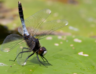 Sierlijke witsnuitlibel/ Leucorrhinia caudalis