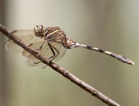 Slanke oeverlibel/ Orthetrum sabina