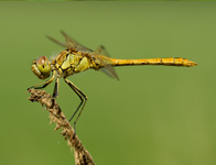 Steenrode heidelibel/ Sympetrum vulgatum